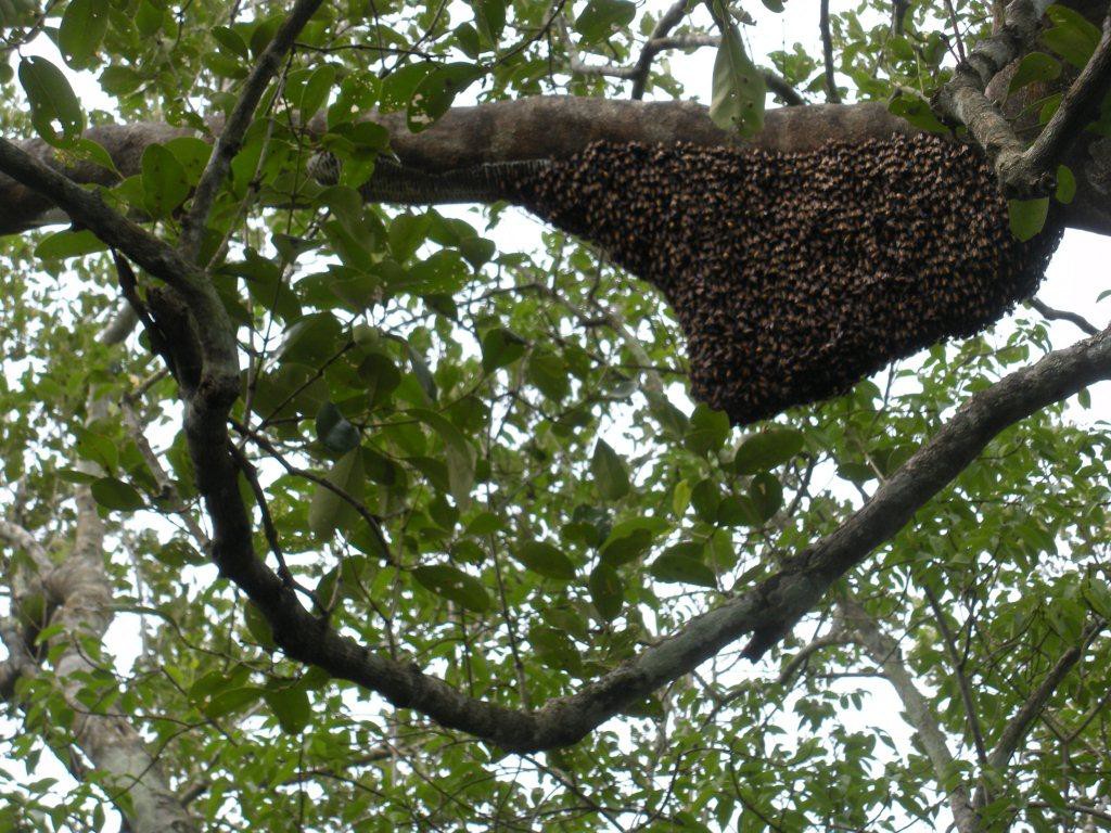 Sunderbans