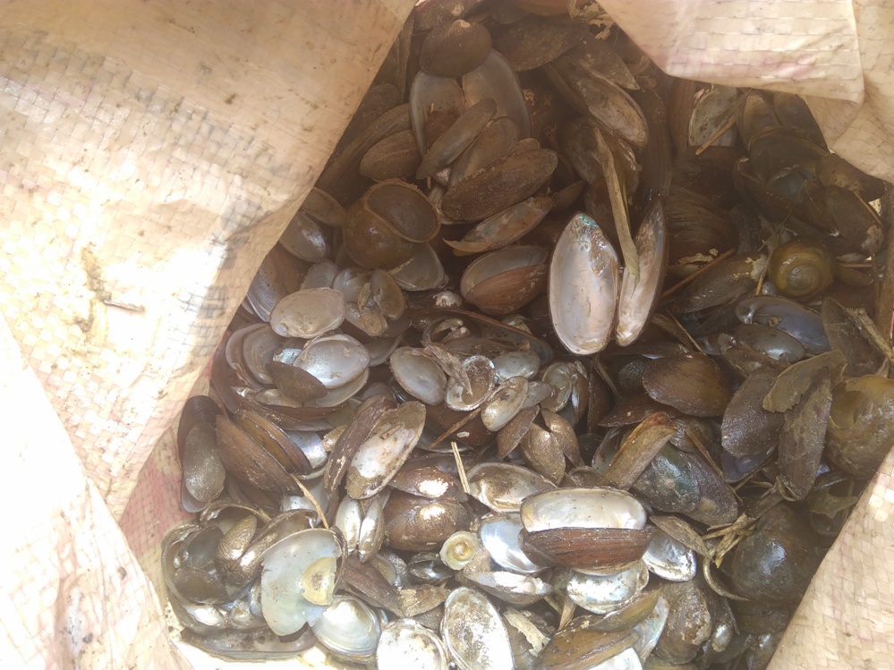 Oyster-2