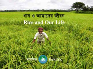 Rice and our life - January-2013