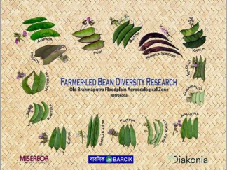 Final Farmer-led Bean Diversity Research -Netrokona 2024