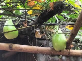 Urban Transformation and Resilience (10)